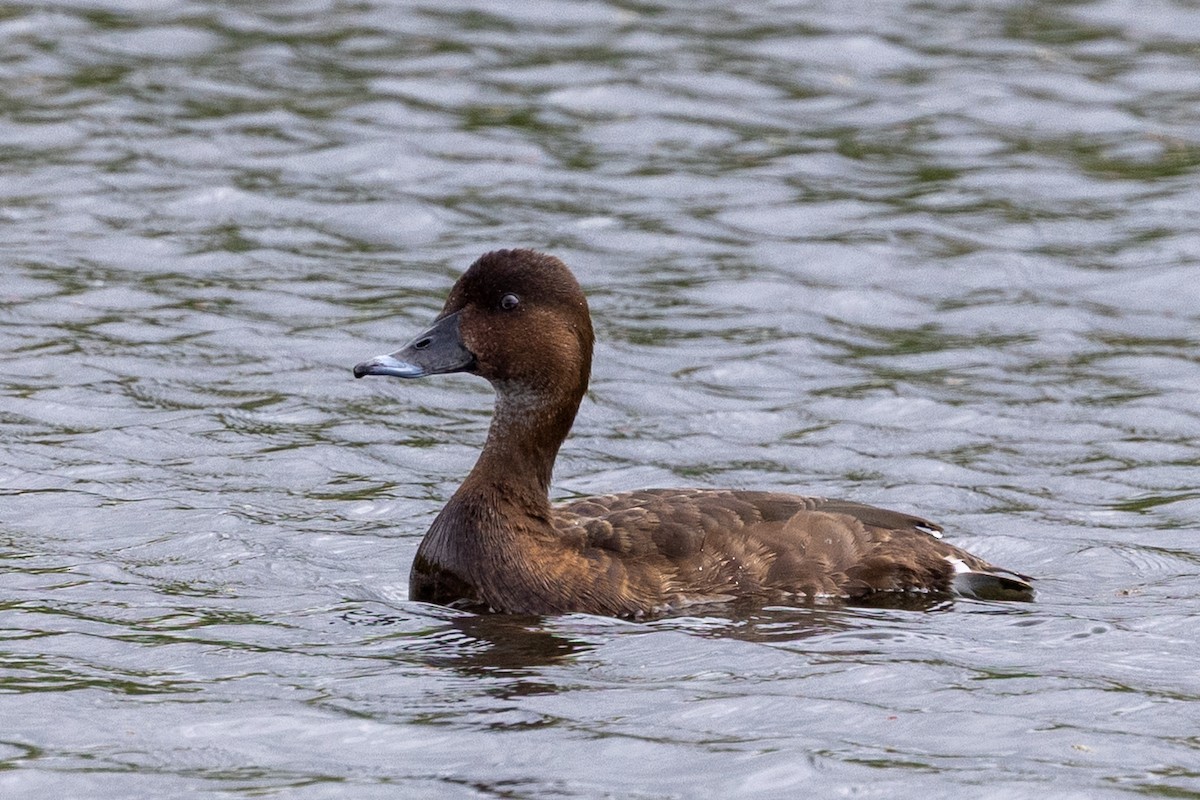 Hardhead - ML647342606