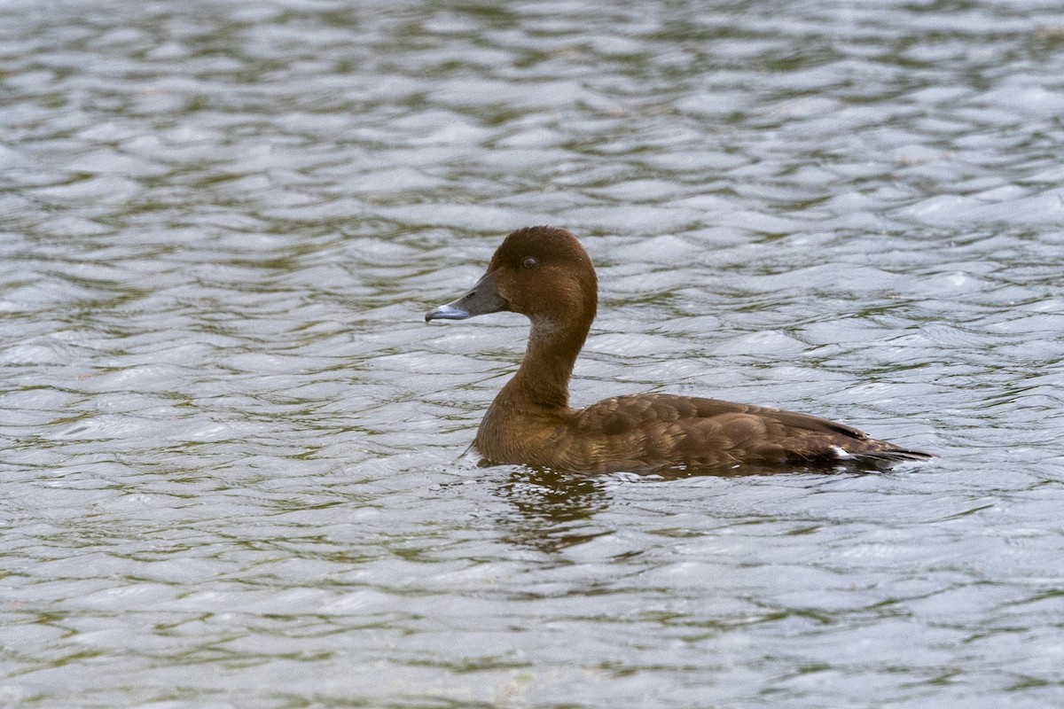 Hardhead - ML647342607