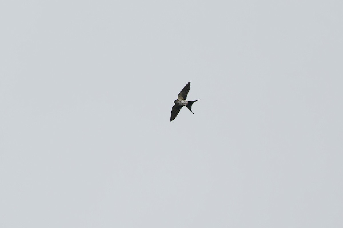 Eastern Red-rumped Swallow (Striated) - ML647342618