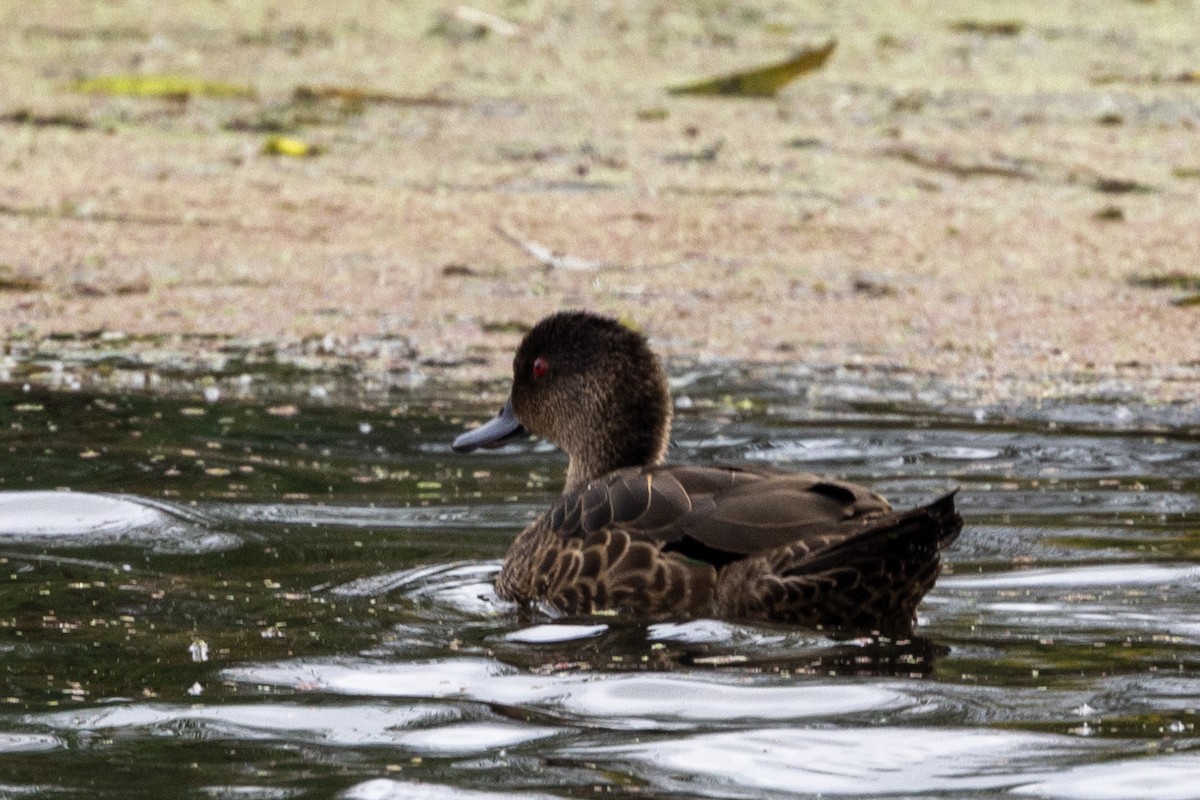 Chestnut Teal - ML647342626