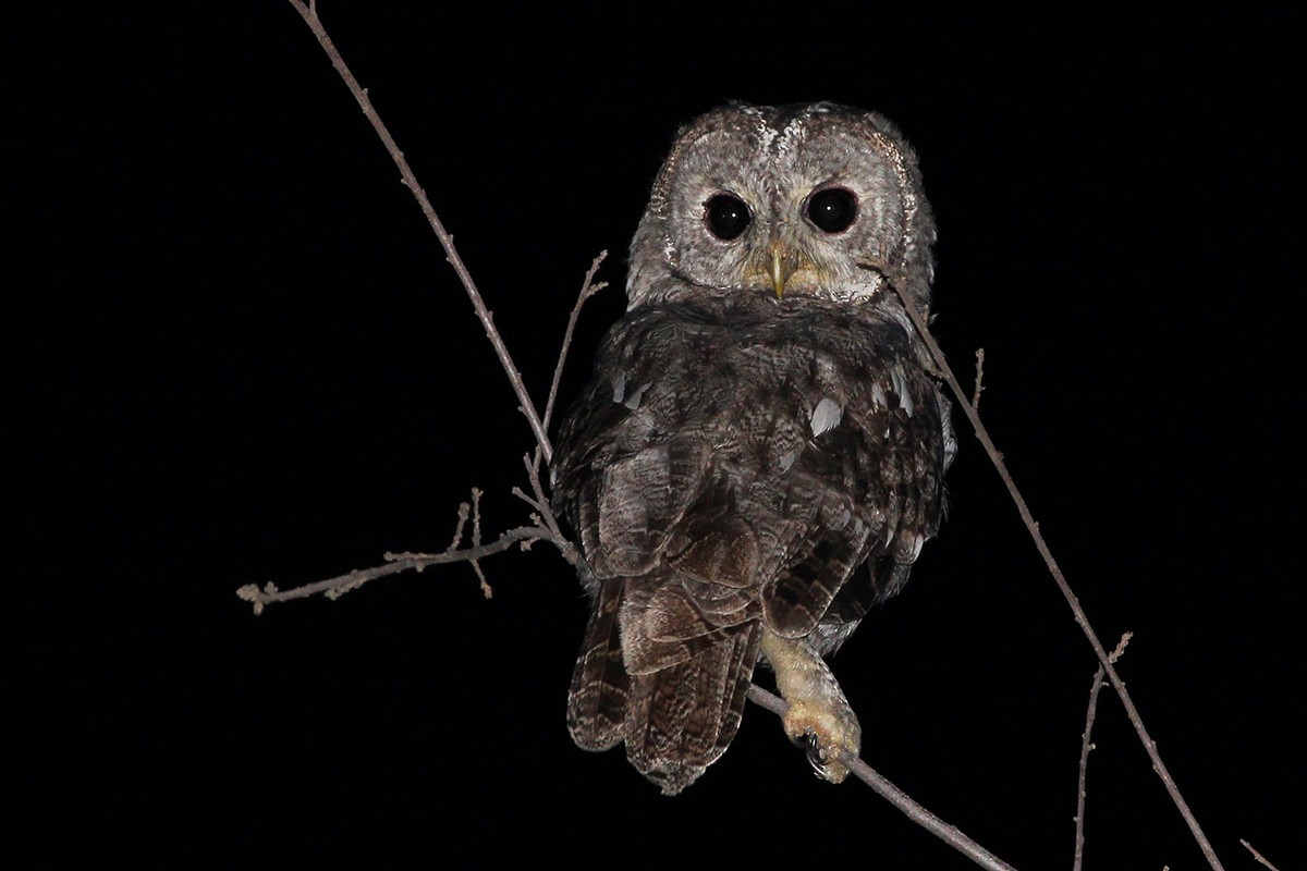 Chouette hulotte - ML647342630