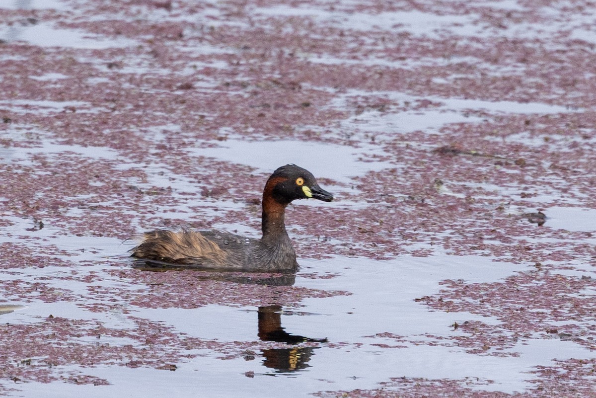 Australasian Grebe - ML647342631