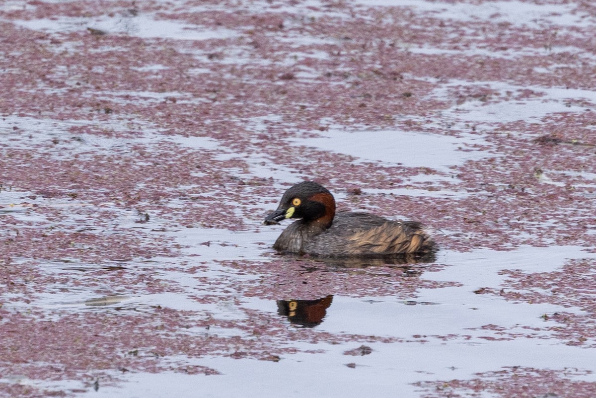 Australasian Grebe - ML647342632