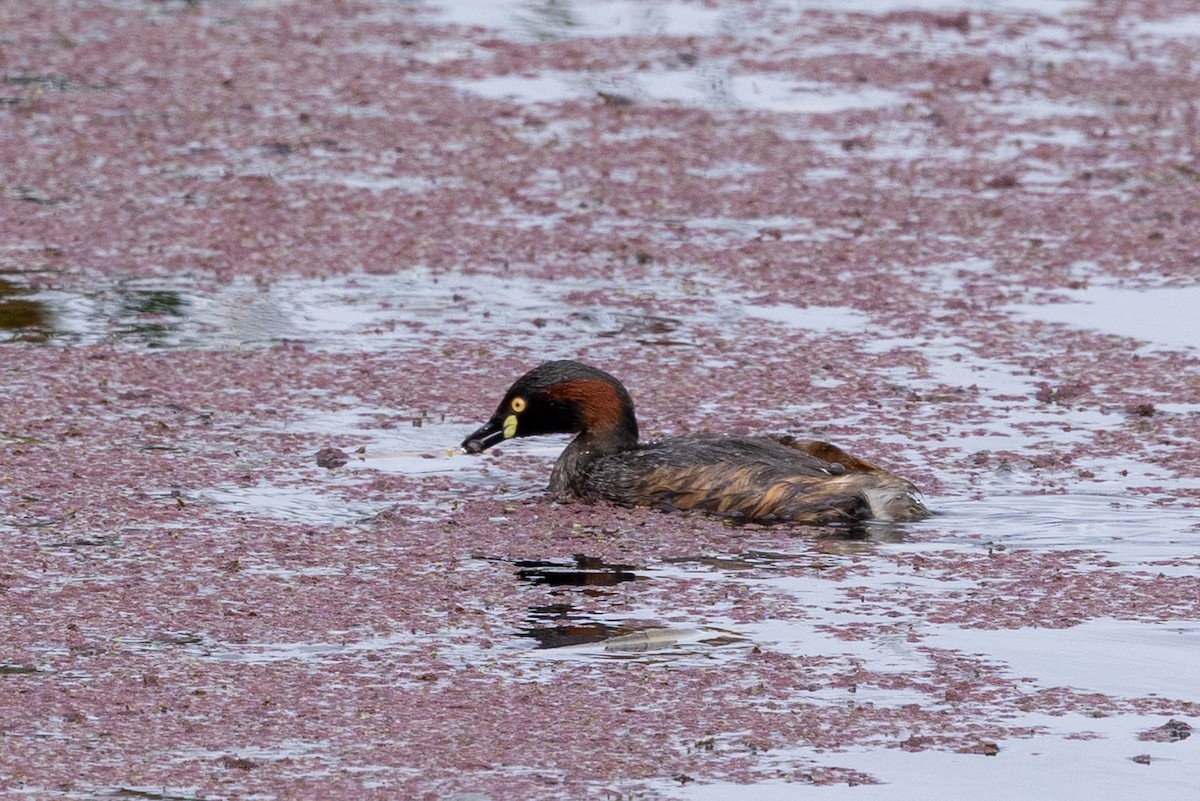 Australasian Grebe - ML647342633