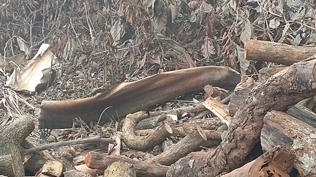 Brown Rock Chat - ML647342638