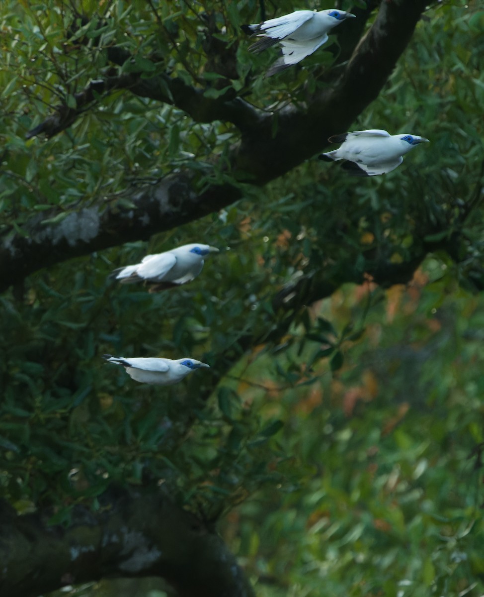 Bali Myna - ML647342664