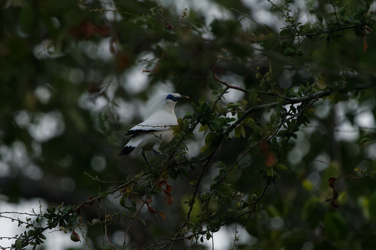 Bali Myna - ML647342671