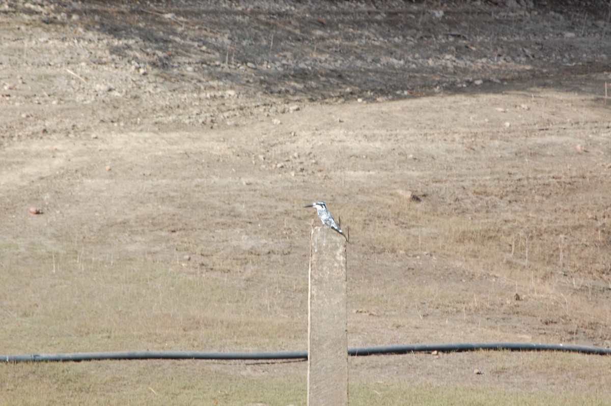 Pied Kingfisher - ML647342672