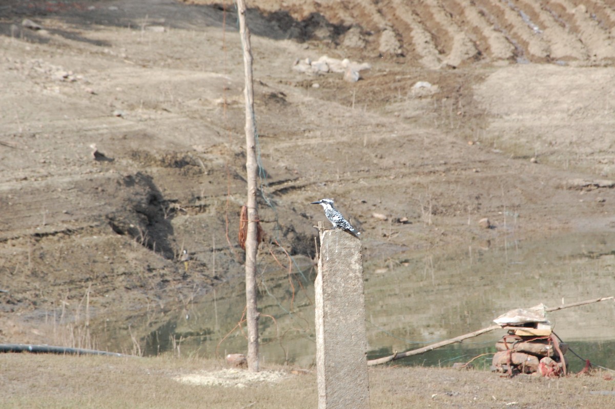 Pied Kingfisher - ML647342673