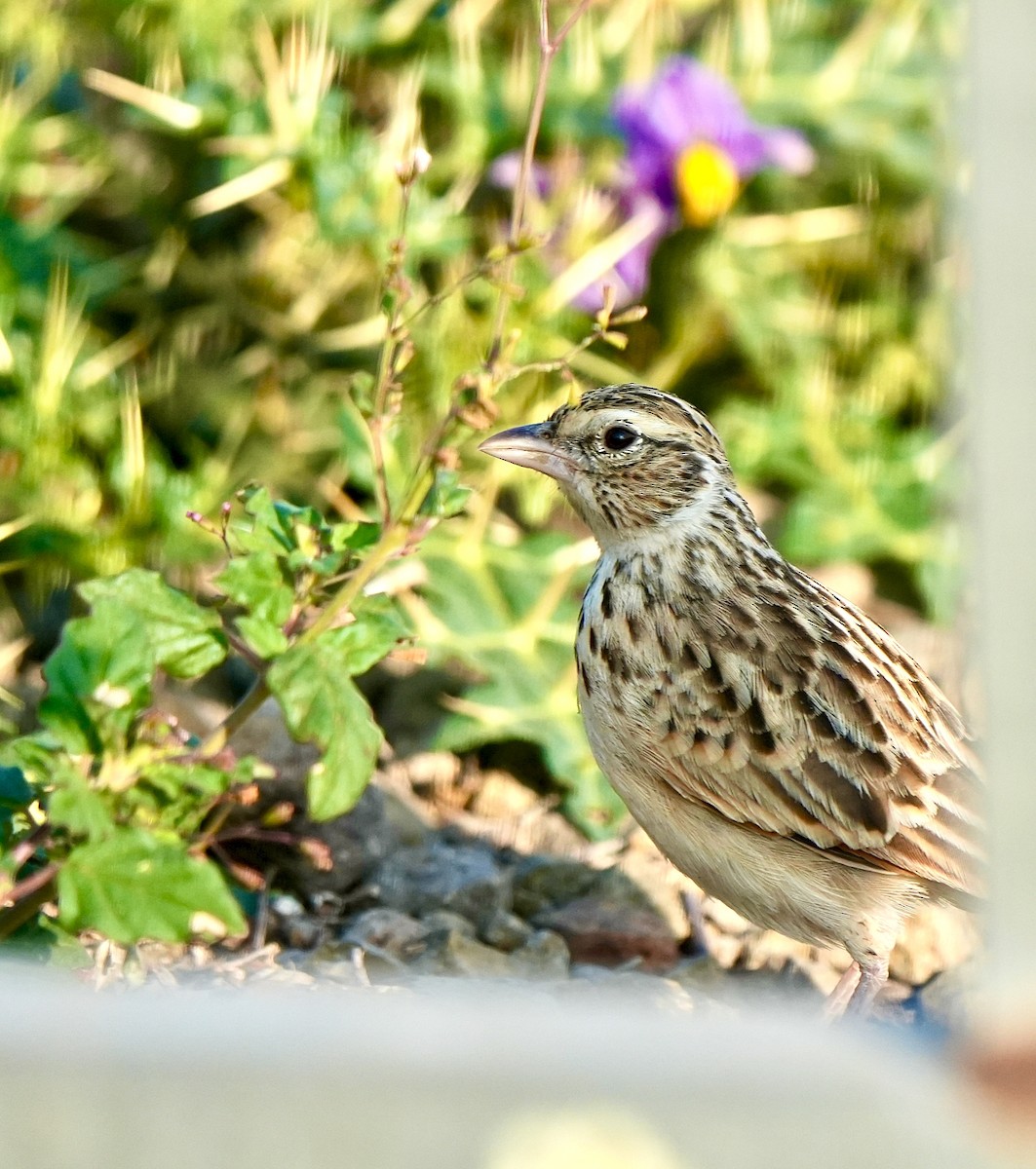 Indian Bushlark - ML647342675