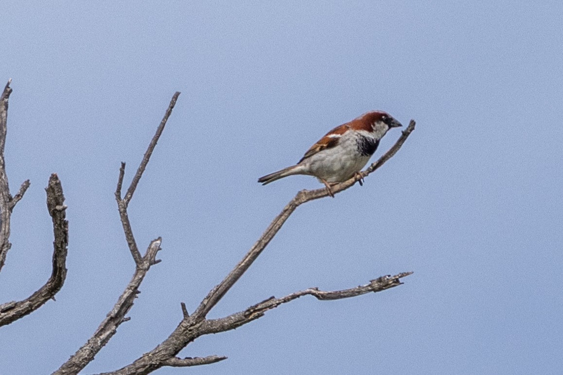 House Sparrow - ML647342676