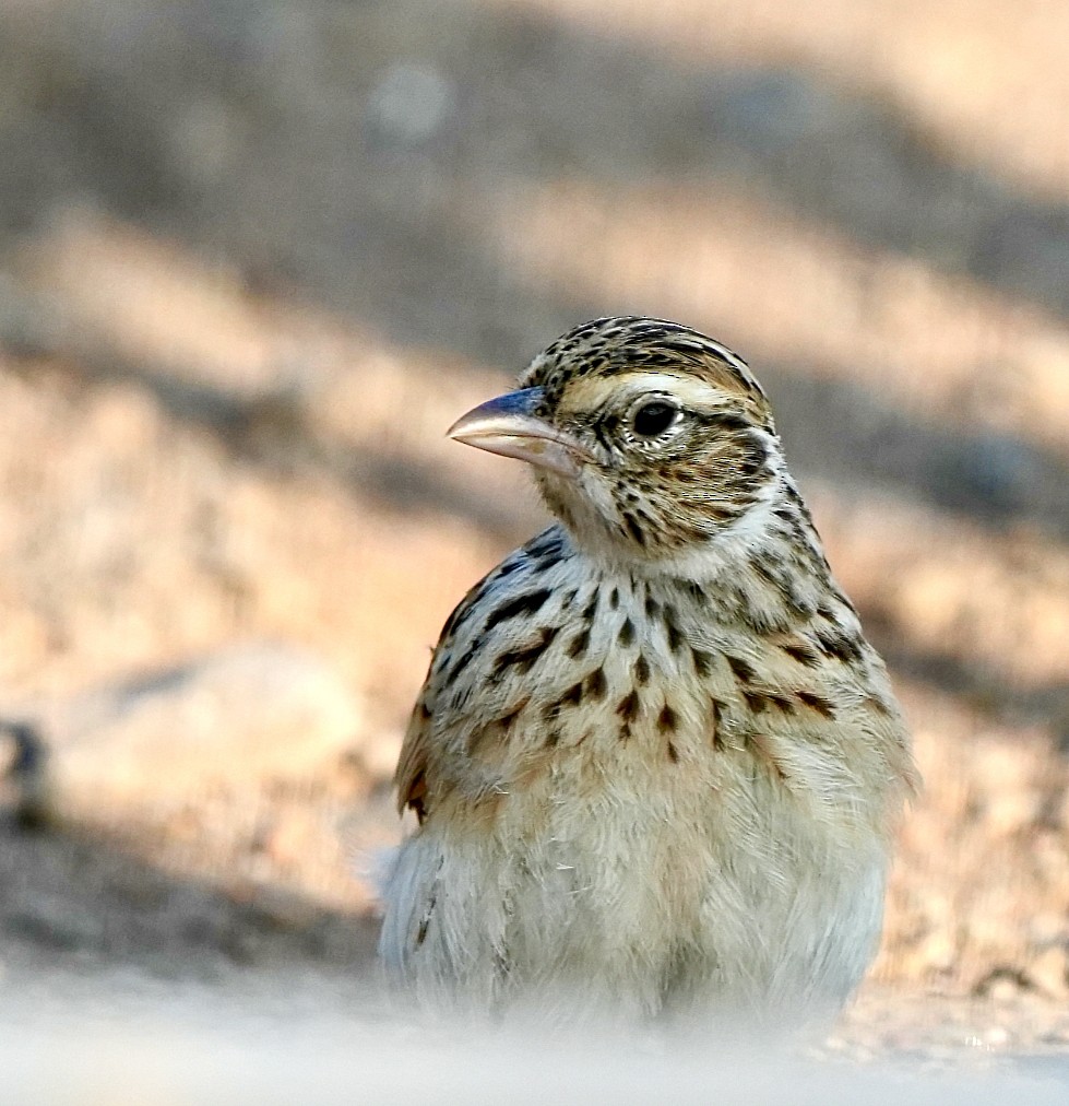 Indian Bushlark - ML647342677