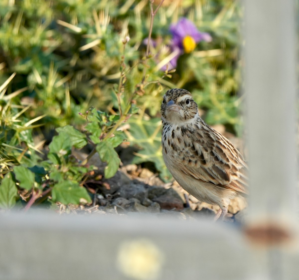 Indian Bushlark - ML647342678