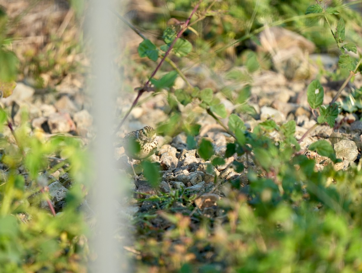 Indian Bushlark - ML647342679