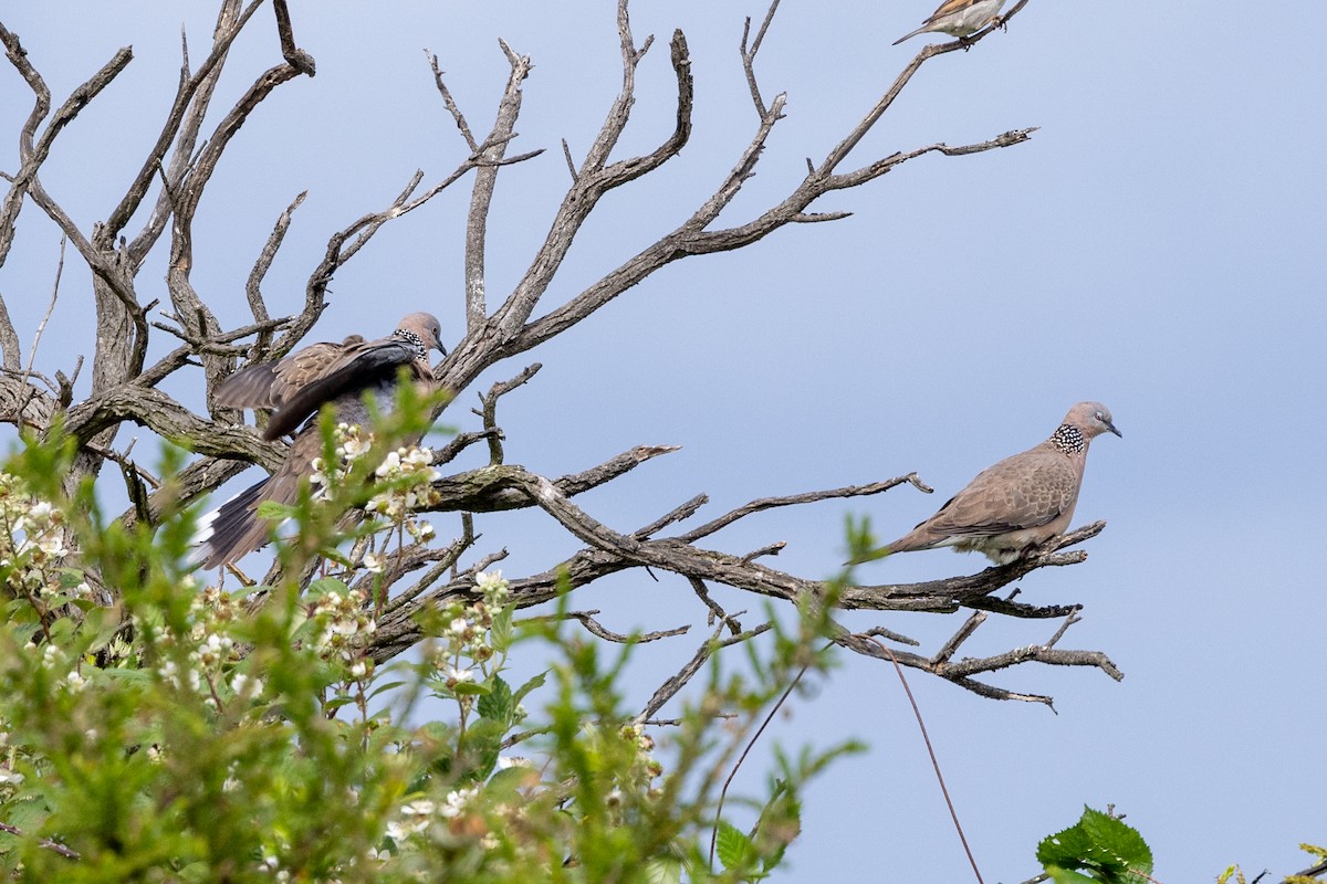 Spotted Dove - ML647342680