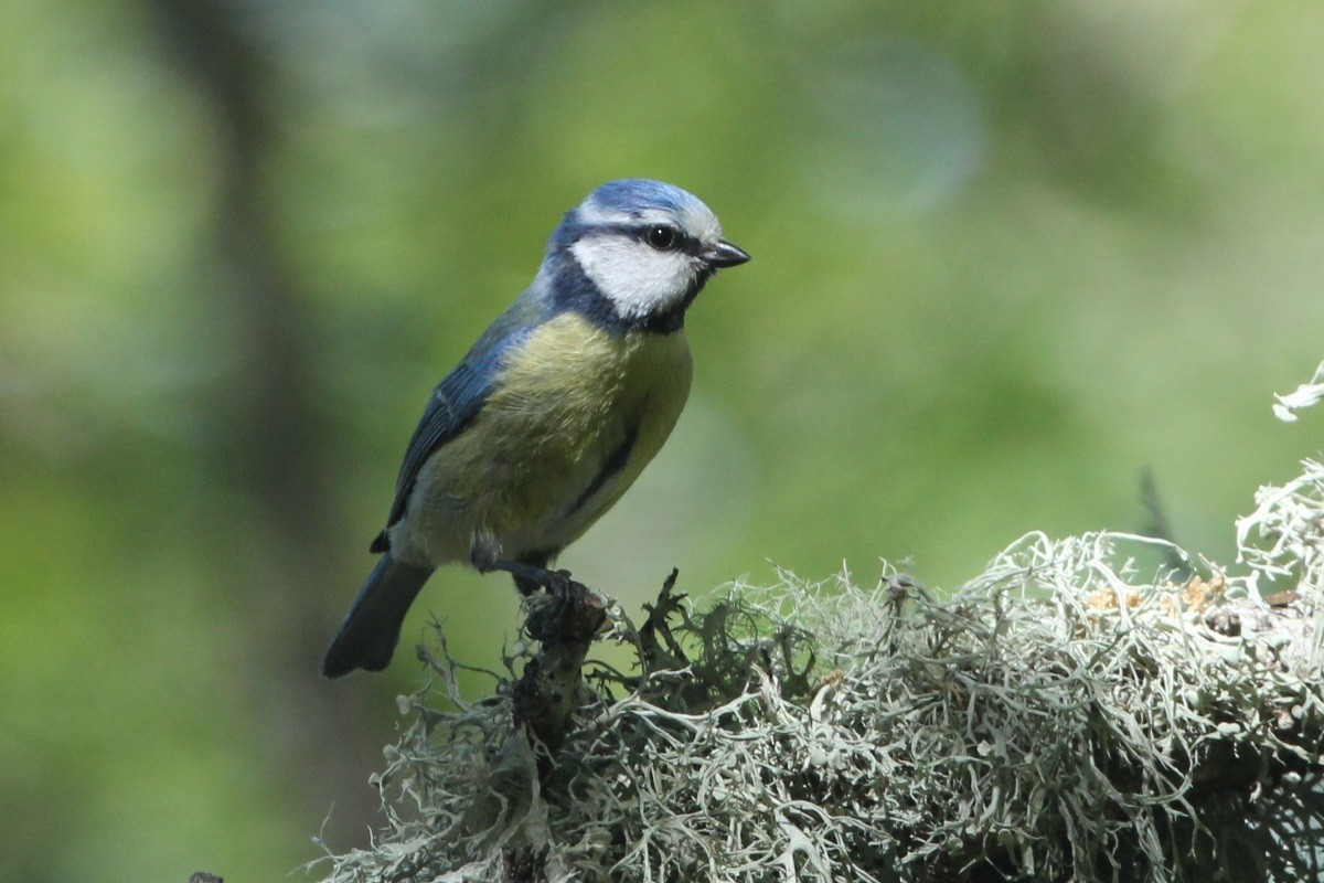 Eurasian Blue Tit - ML647342681
