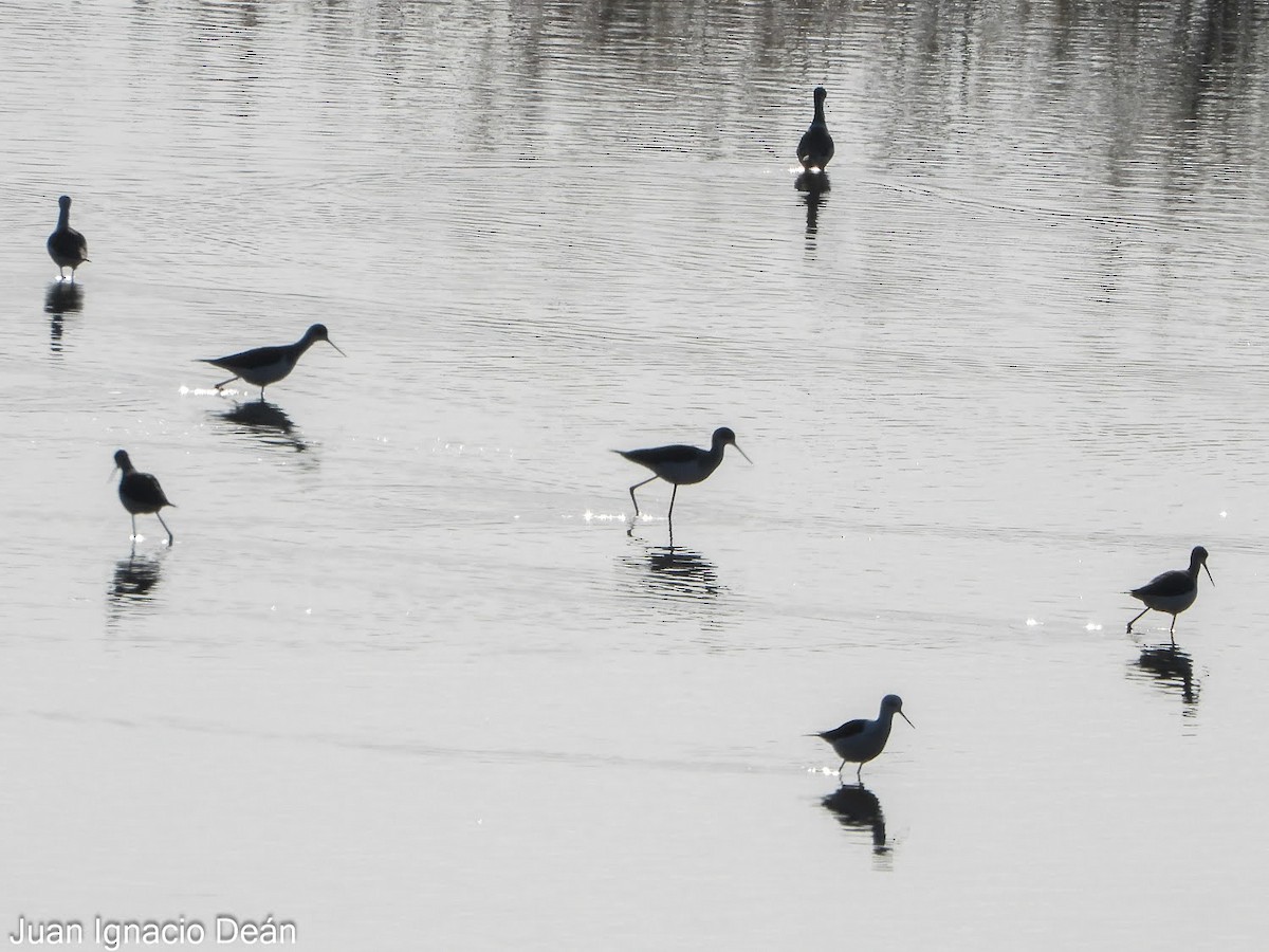 Black-winged Stilt - ML647342682