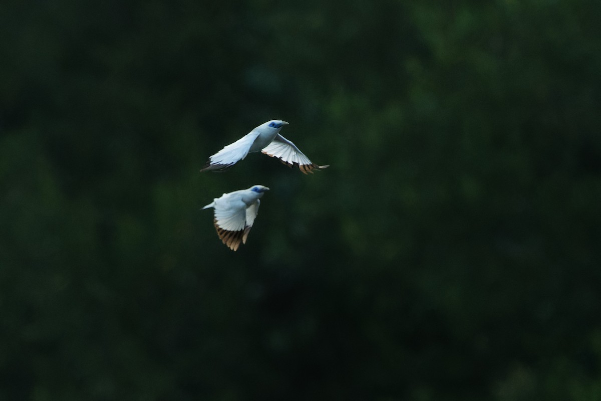 Bali Myna - ML647342683