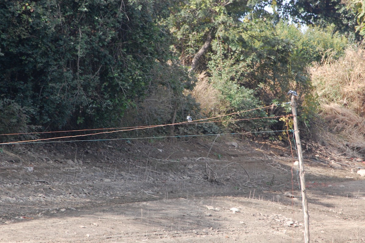 Pied Kingfisher - ML647342684