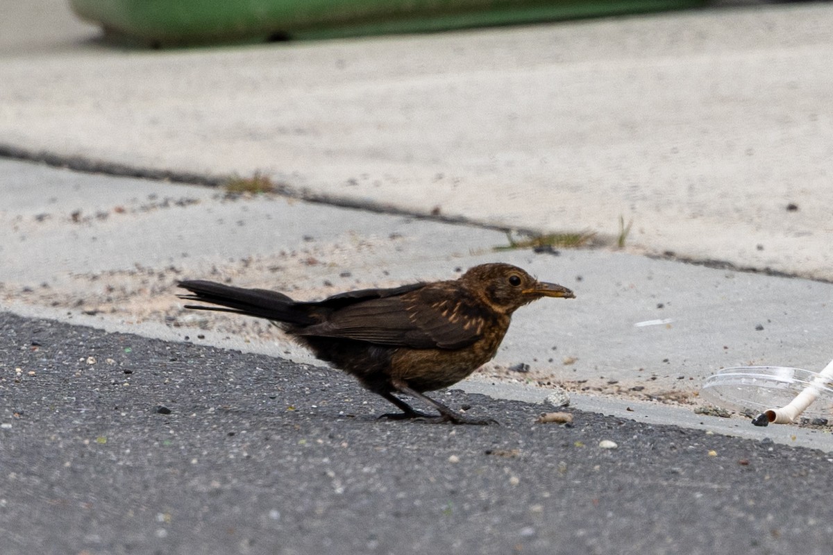 Eurasian Blackbird - ML647342686
