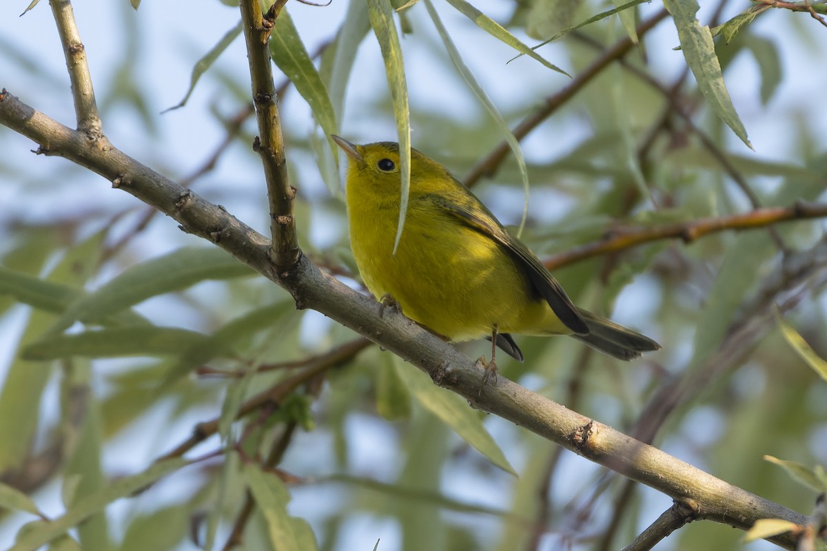 Wilson's Warbler - ML647342687