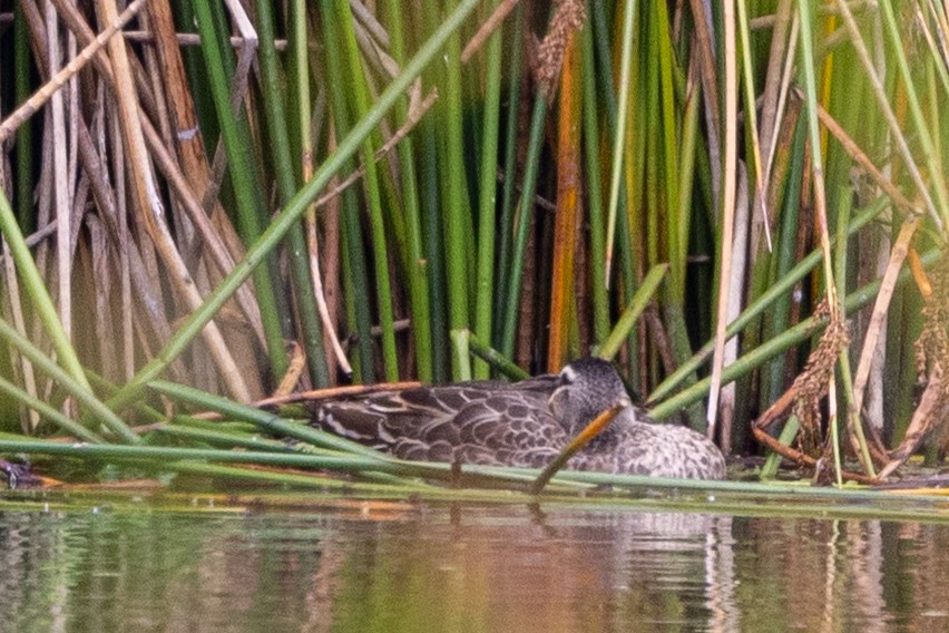 Pacific Black Duck - ML647342689