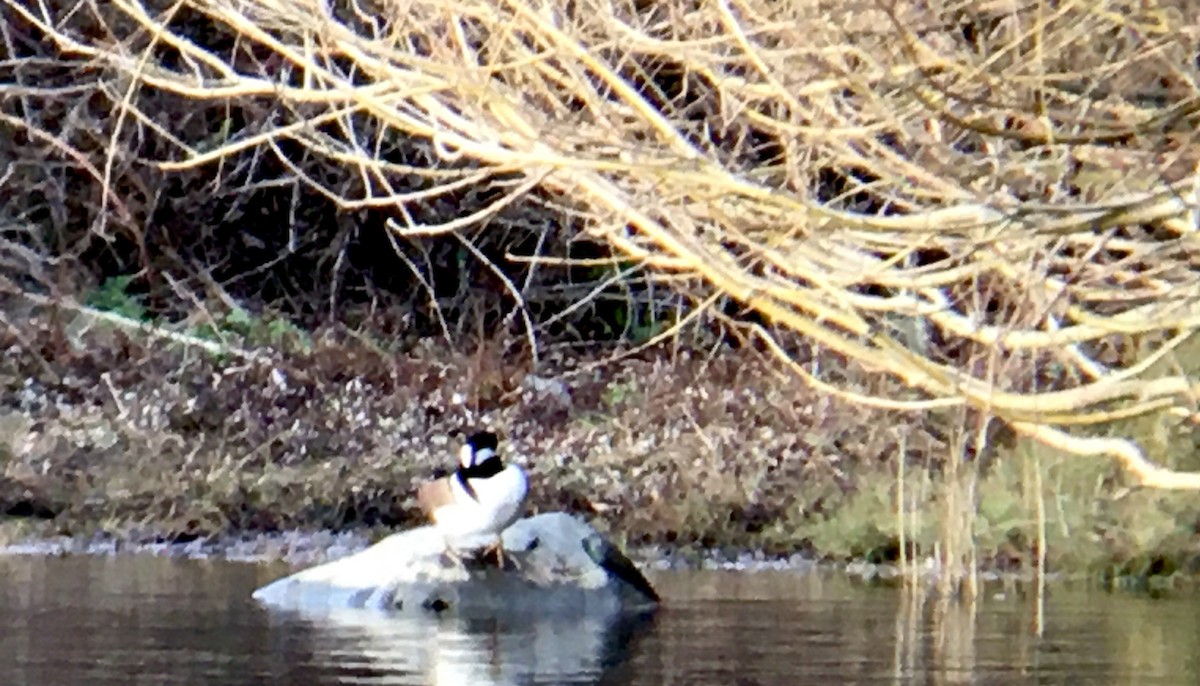 Hooded Merganser - ML647342691
