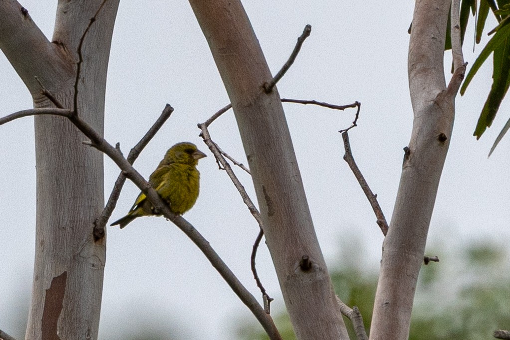 European Greenfinch - ML647342692
