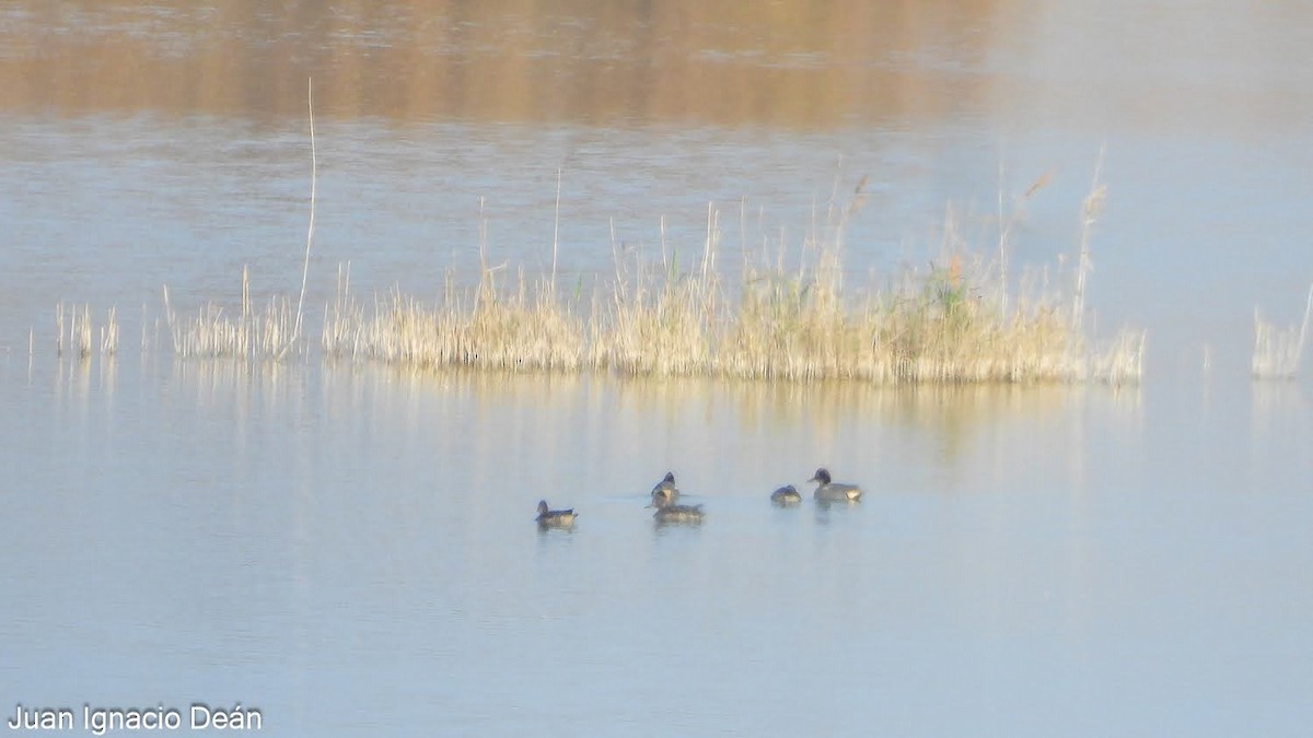 Green-winged Teal - ML647342693