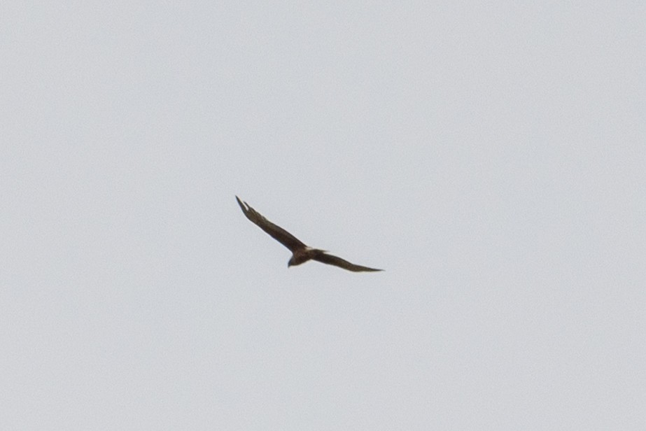 Swamp Harrier - ML647342694