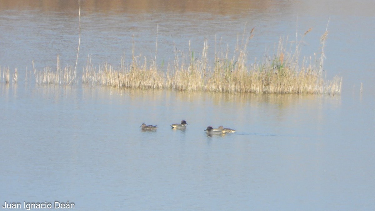 Green-winged Teal - ML647342695