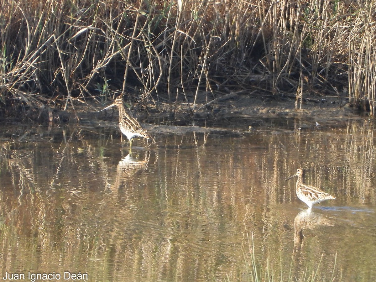 Common Snipe - ML647342696