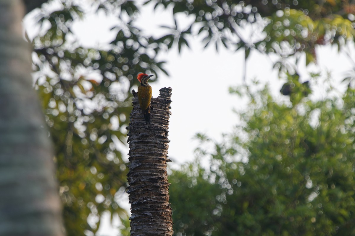 Common Flameback - ML647342698