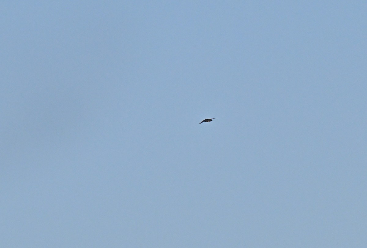 Plume-toed Swiftlet - ML647342699