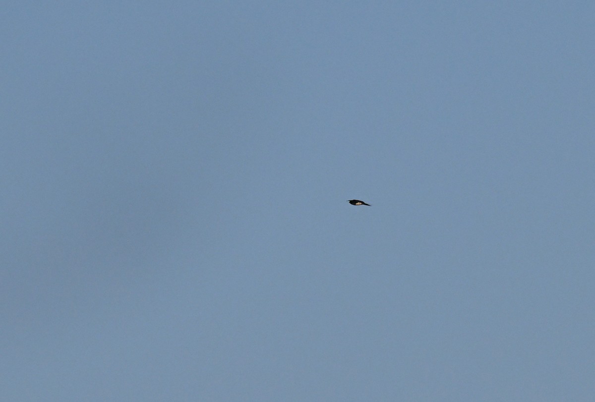 Plume-toed Swiftlet - ML647342700