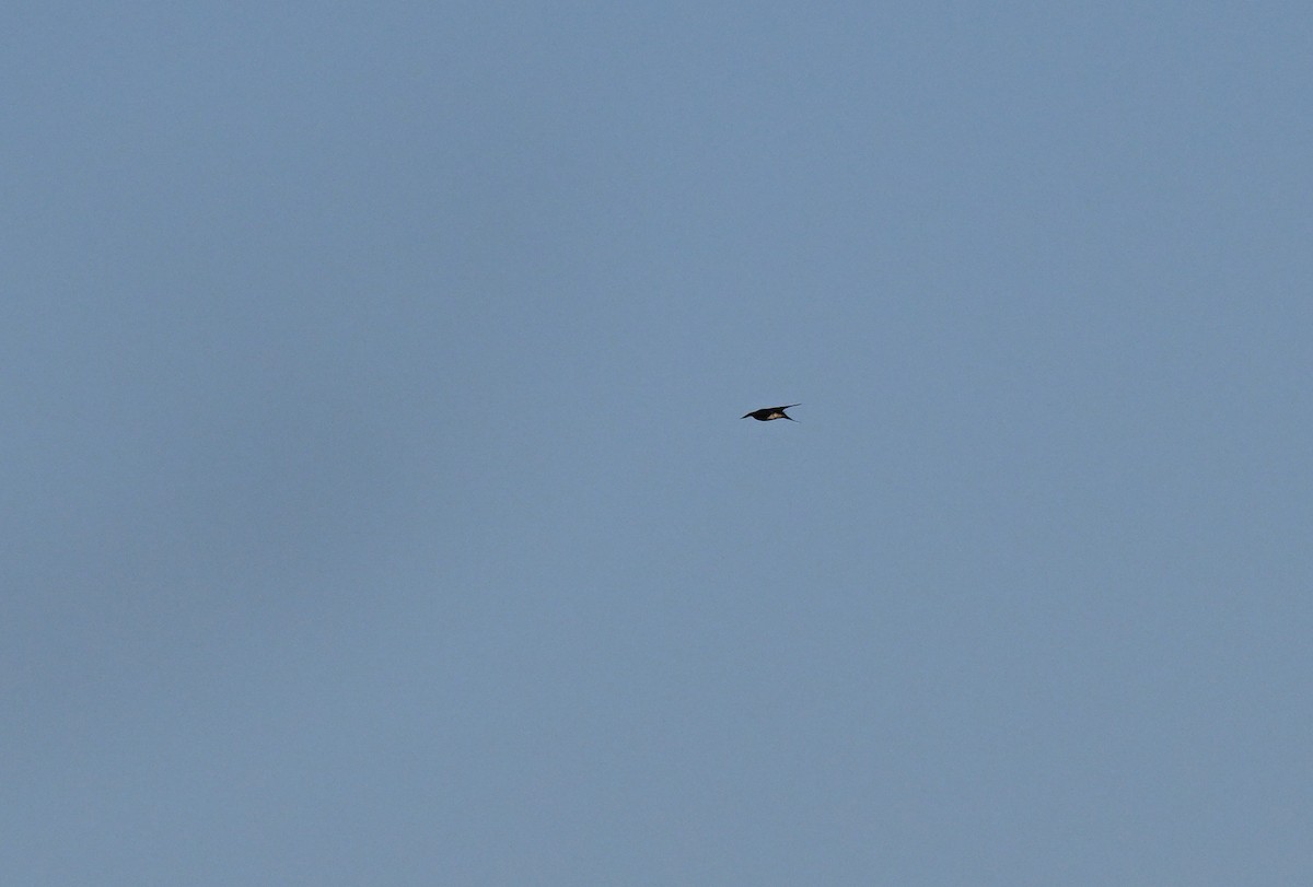 Plume-toed Swiftlet - ML647342701