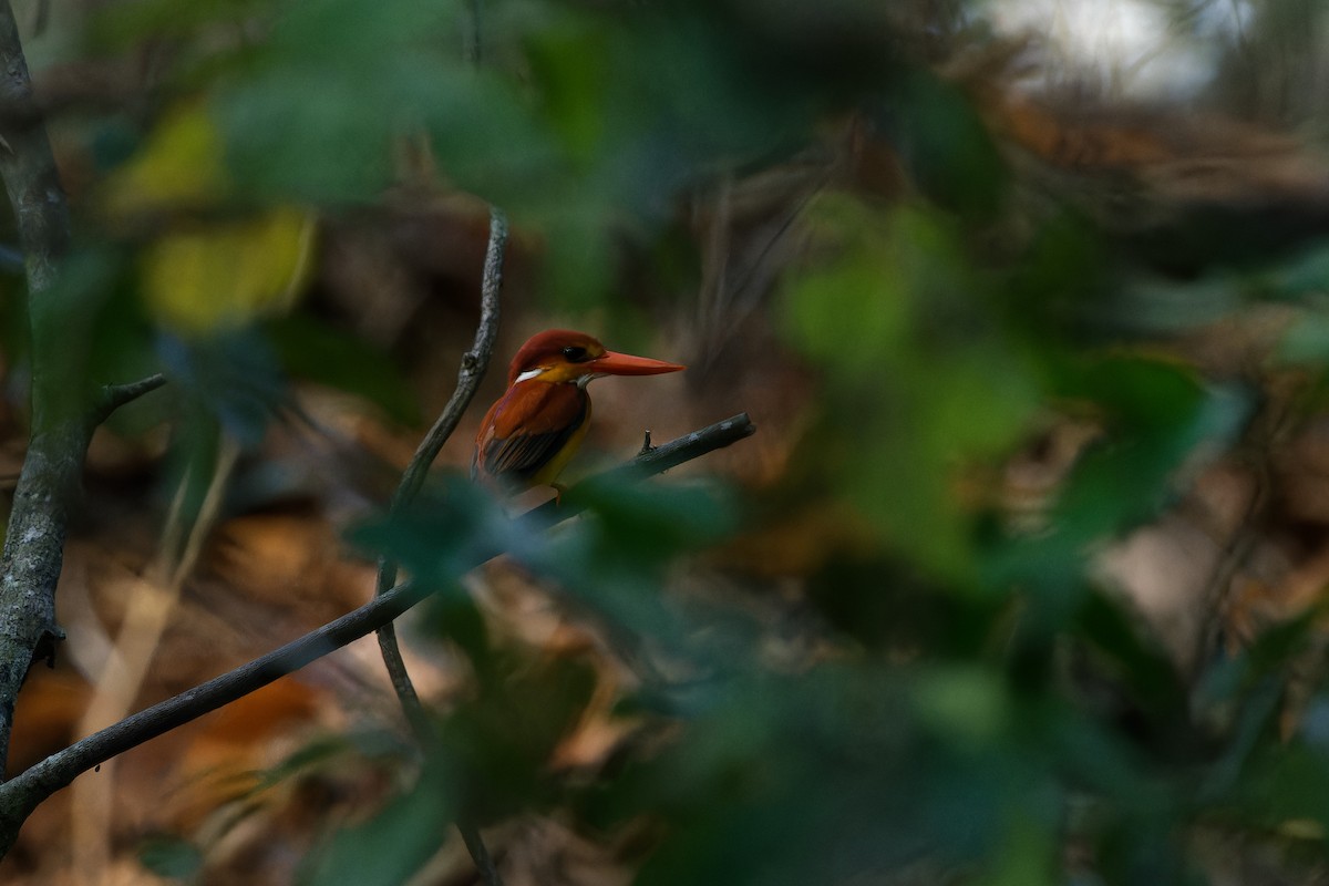 Rufous-backed Dwarf-Kingfisher - ML647342703