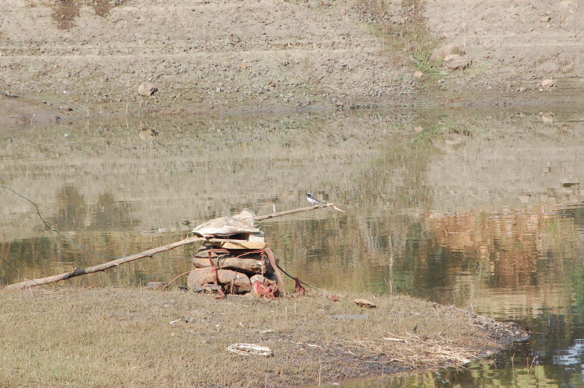 Lavandera India - ML647342705