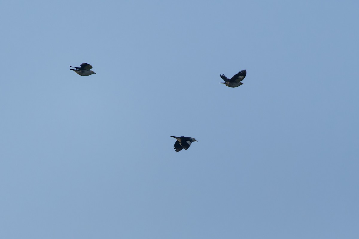 Black-winged Myna - ML647342709