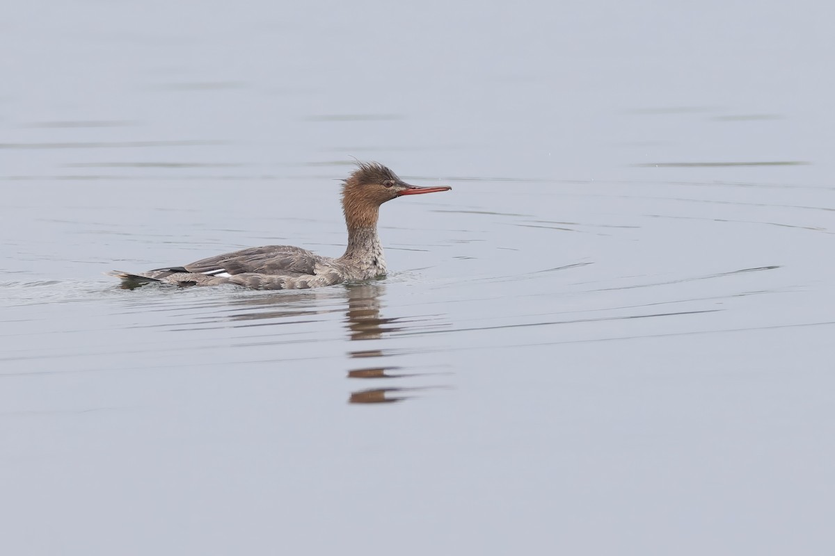 Red-breasted Merganser - ML647342711