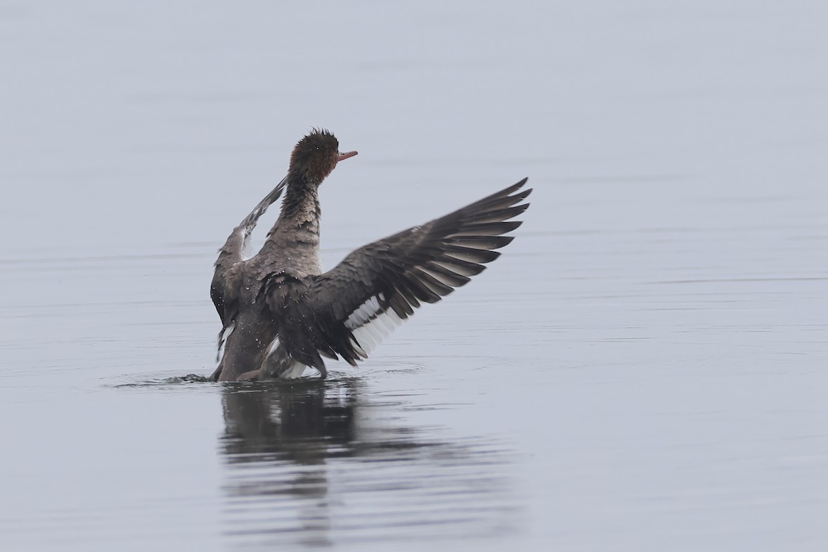 Red-breasted Merganser - ML647342725