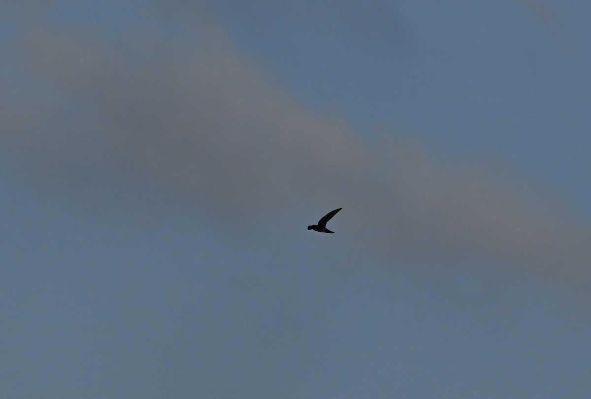 Weißnestsalangane [fuciphagus-Gruppe] - ML647342742