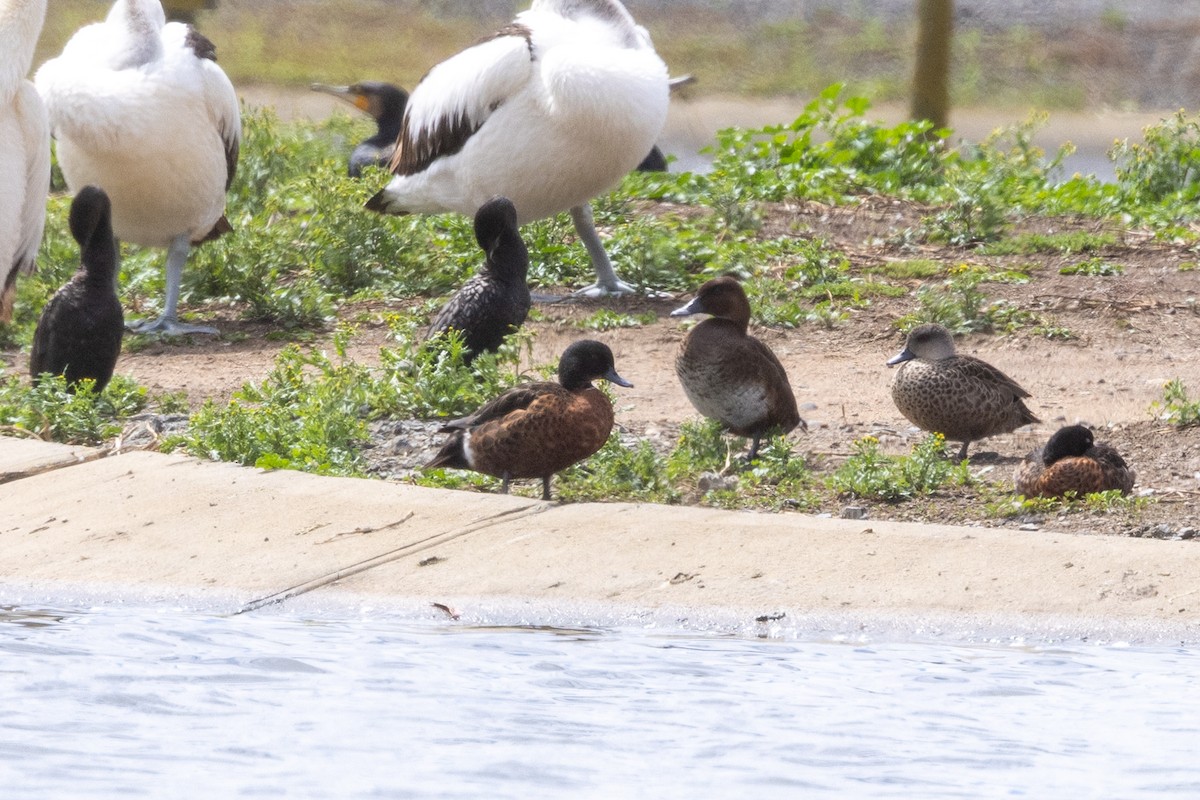 Chestnut Teal - ML647342743