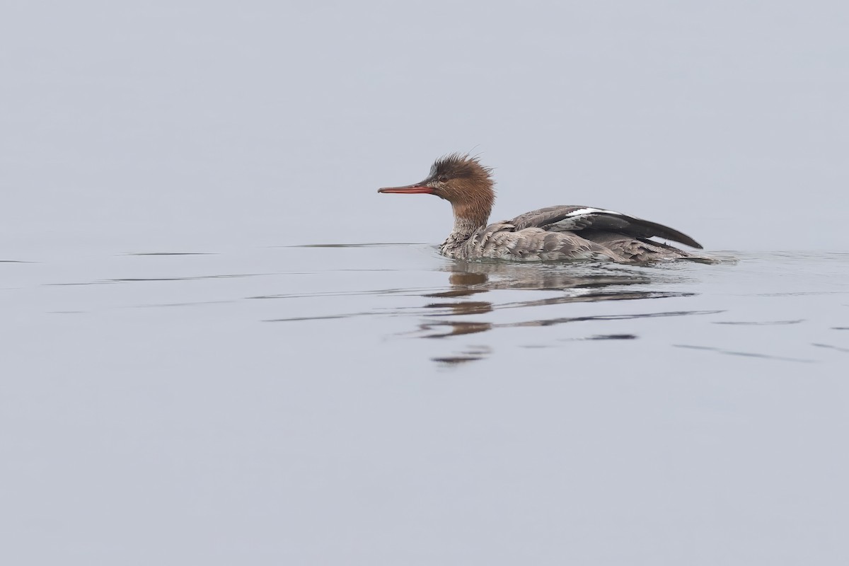 Red-breasted Merganser - ML647342745
