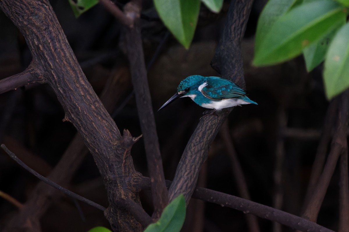 Small Blue Kingfisher - ML647342778