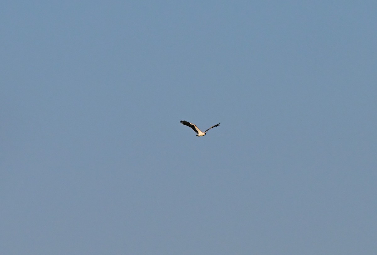 Weißbauch-Seeadler - ML647342779