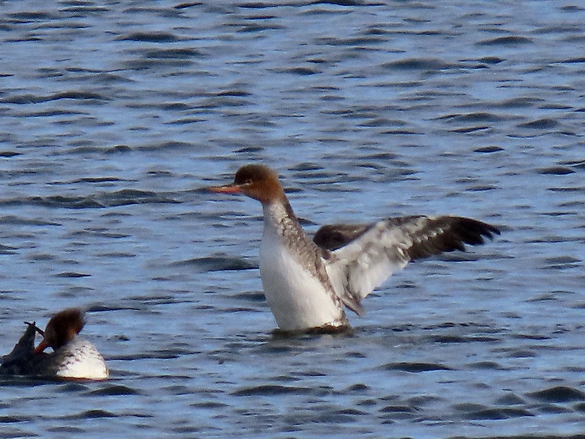 Red-breasted Merganser - ML647342796