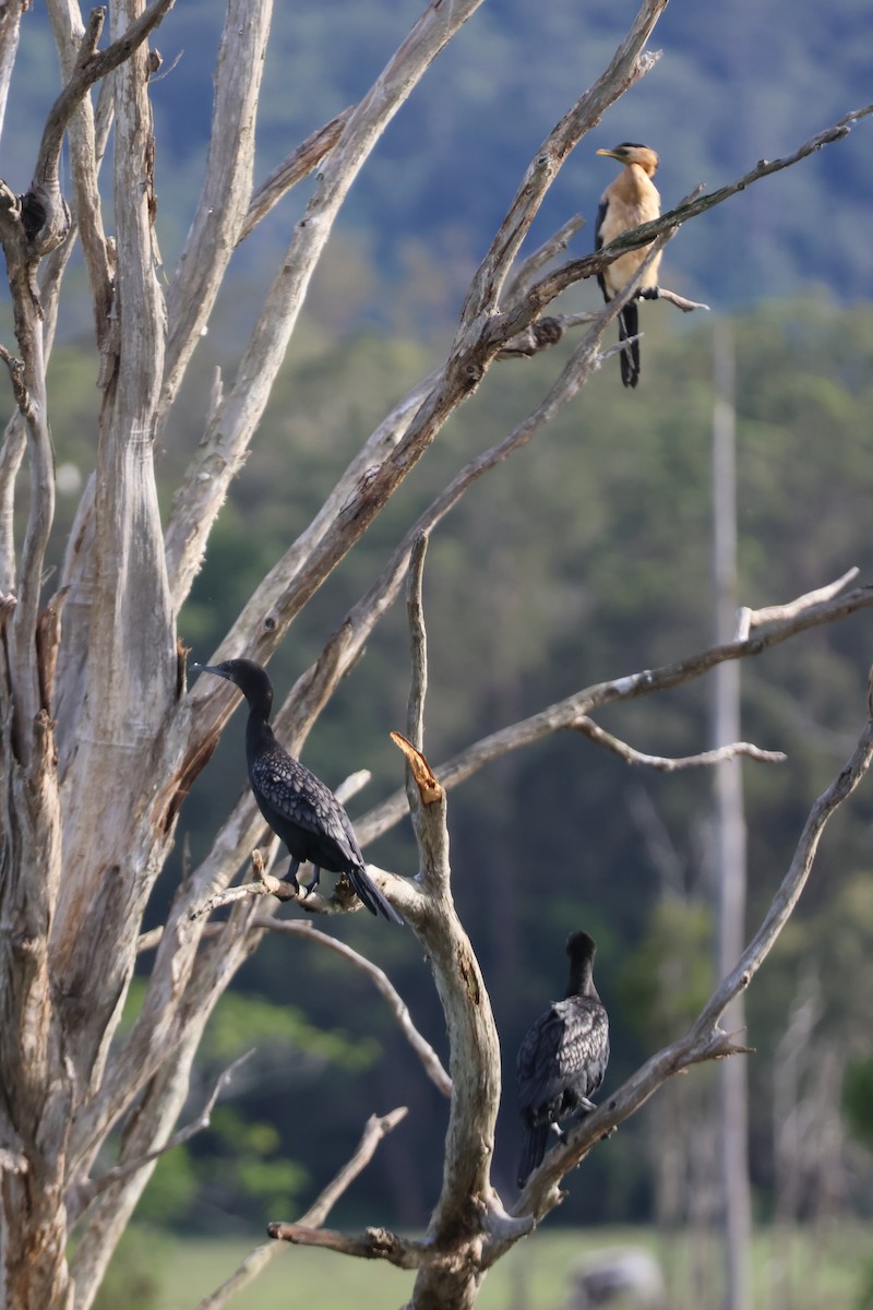 Little Black Cormorant - ML647342800