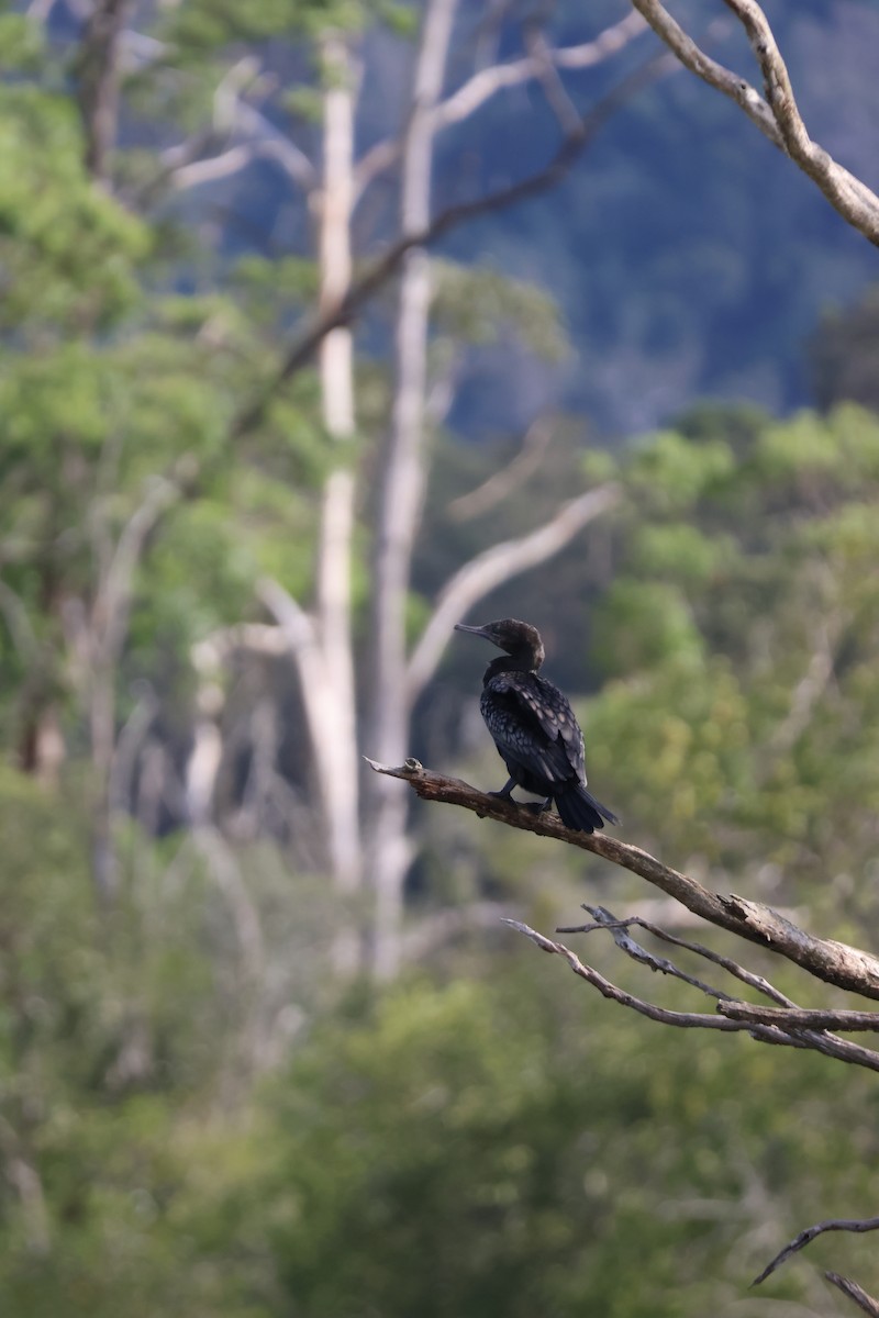 Little Black Cormorant - ML647342801