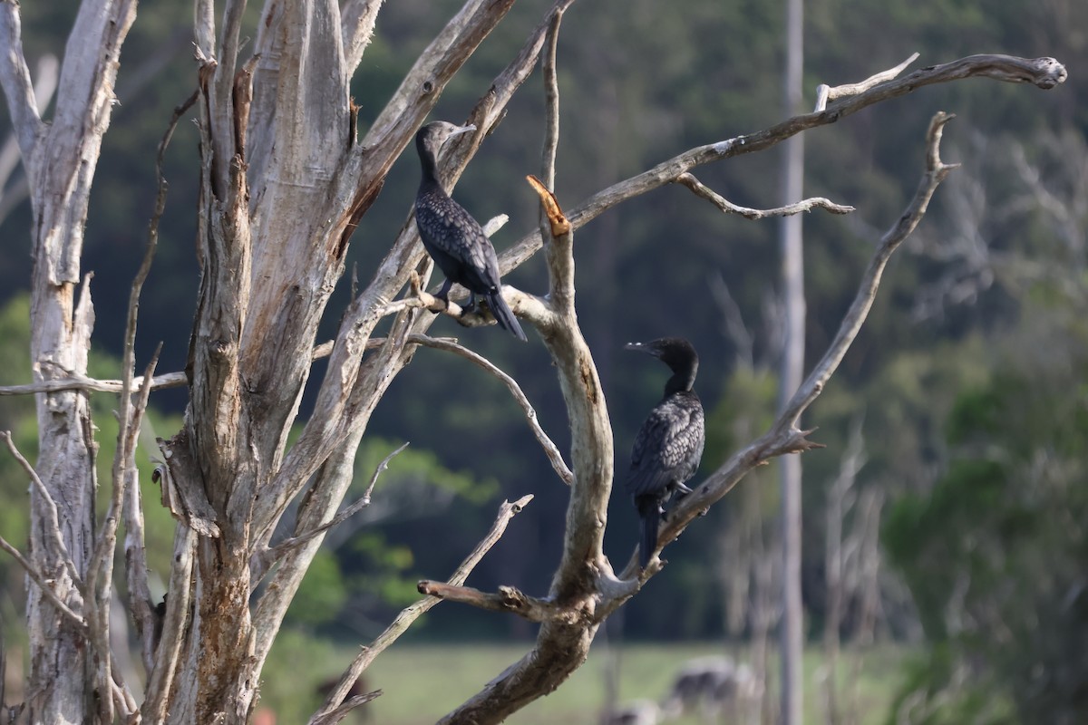 Little Black Cormorant - ML647342802